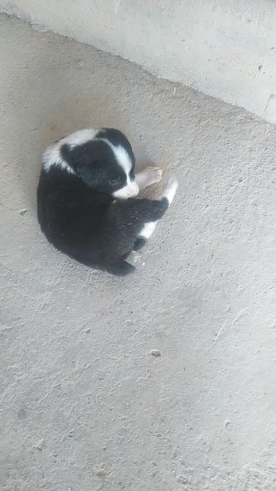 Border collie nomli zotdor kuchuk sotiladi