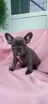 Catelusa bulldog francez blue