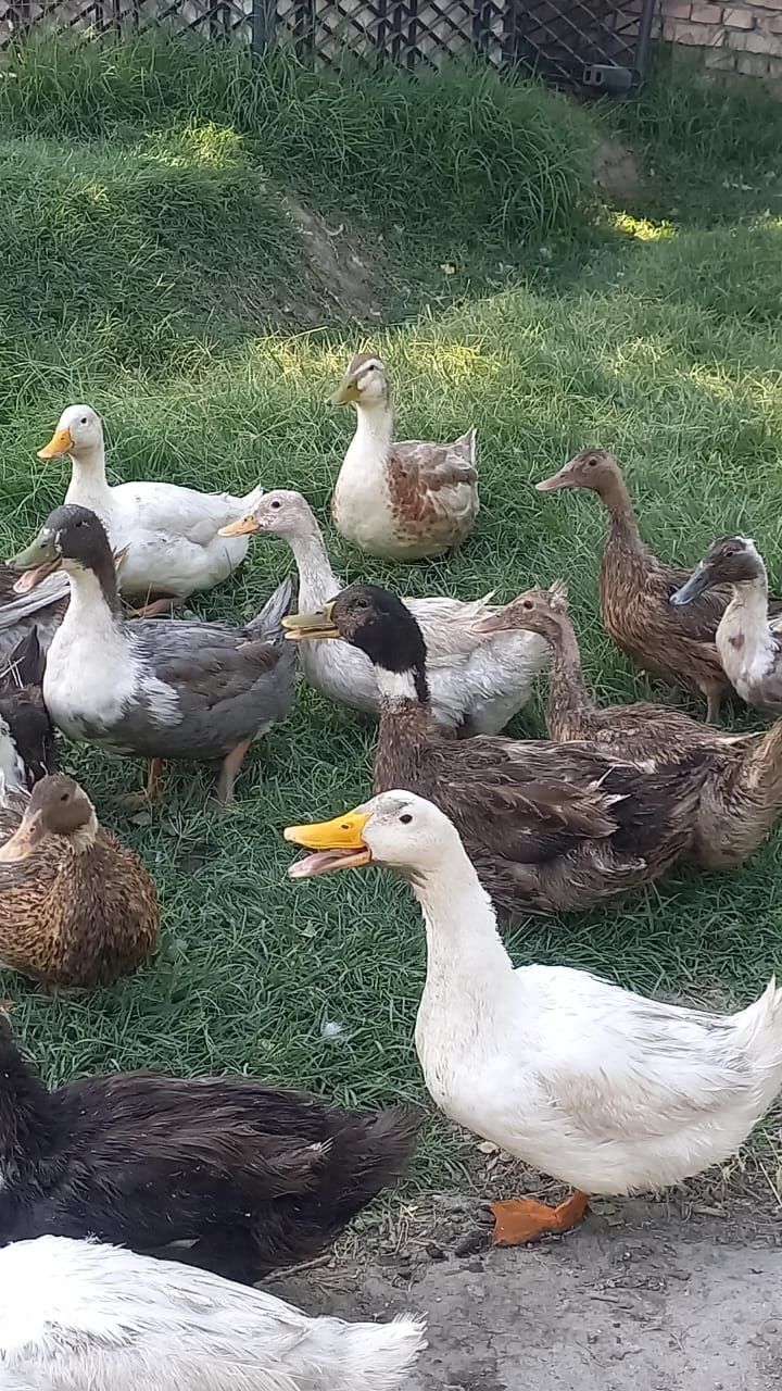 Продам домашнее утят