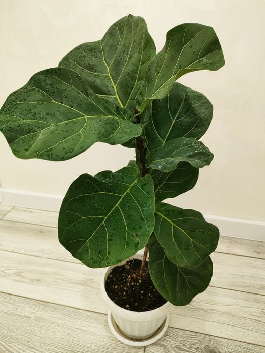 Комнатные растения. Доставка