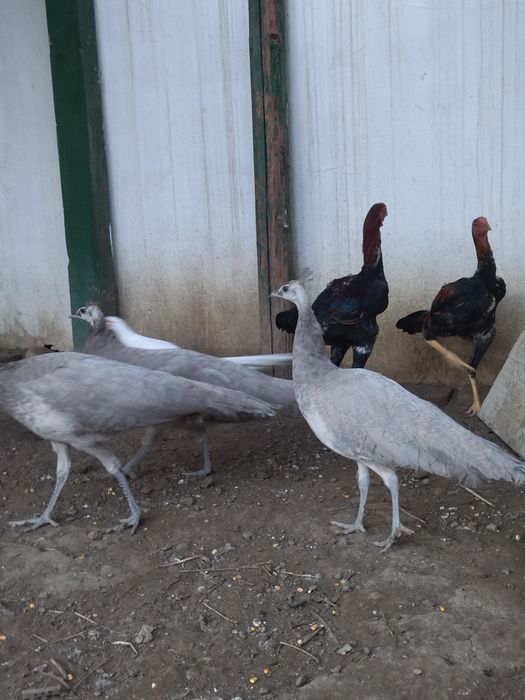 Păuni și fazani 2025