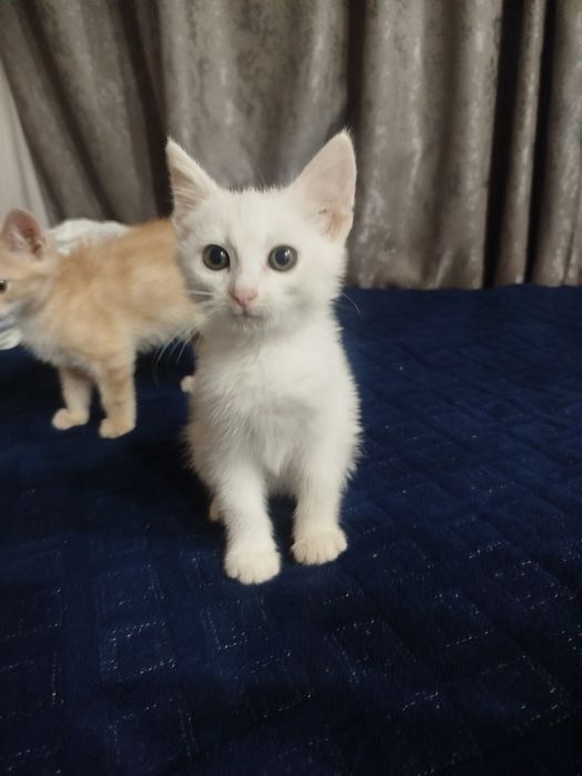 отдам котят в хорошие руки
