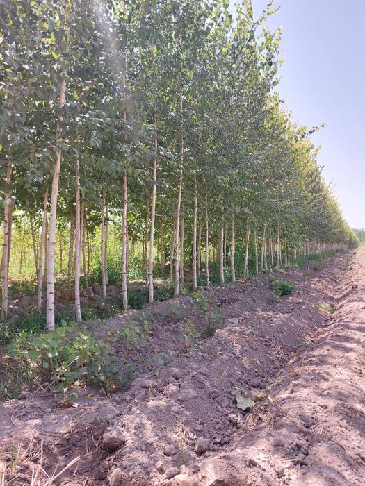 Oqqayin Берёза сотилади Повислая