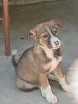 Donez câini spre adoptie
