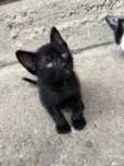 Pisicuti spre adoptie