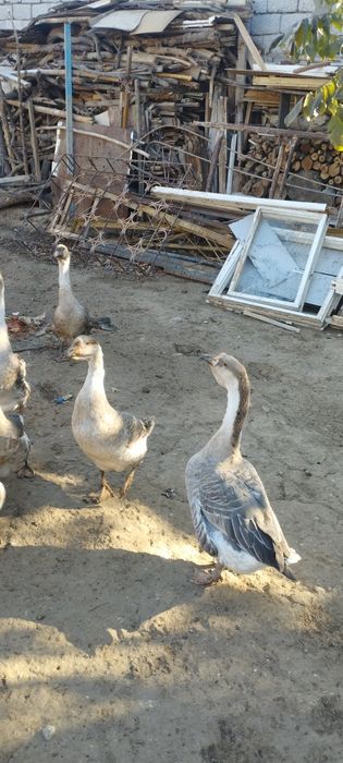 Гоз цесарка индаутка сотилади