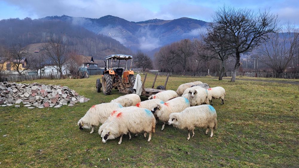 Oi de vanzare 16 bucati. 600 de lei buc.