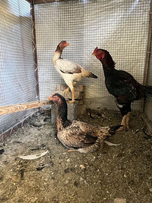 шамоо корейц заттар дакан сатылады