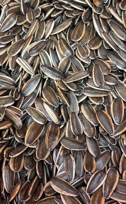 Продам семечки крупныйе