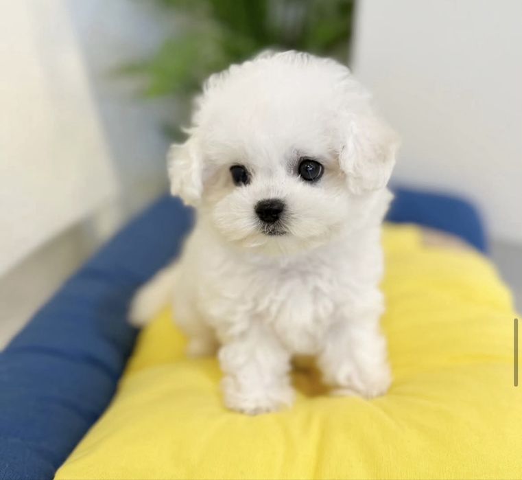 Bichon maltez mascul
