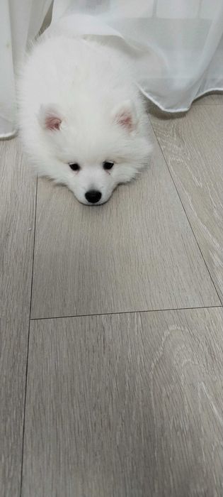 Щенки японского шпица