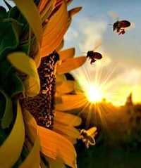 Пыльца дарите своему организму лучшее – пчелиная пыльца
