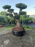 Garden Devis | Măslini Olea Europaea eleganță si lux