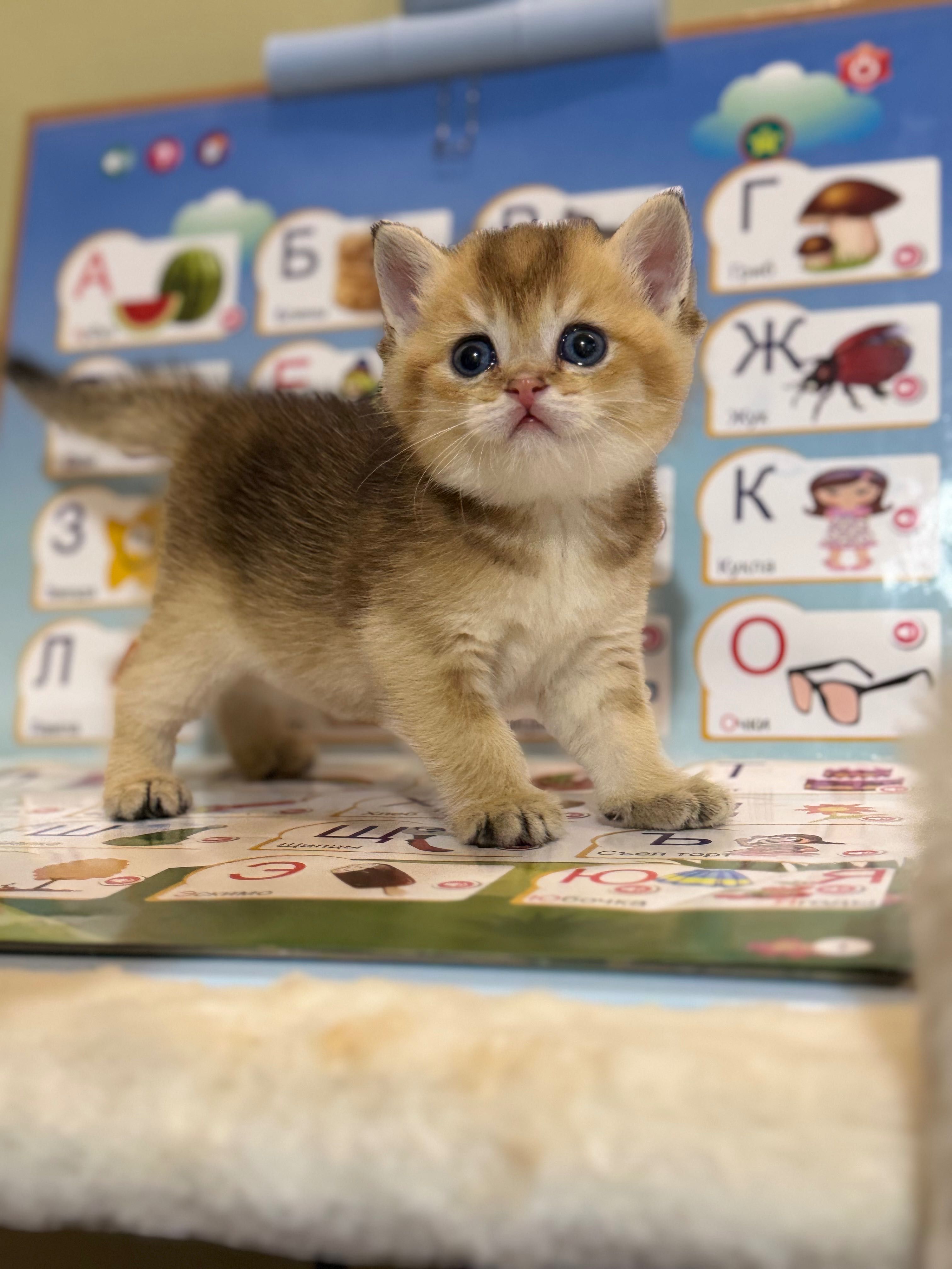 Продаются котята, золотая шиншилла.