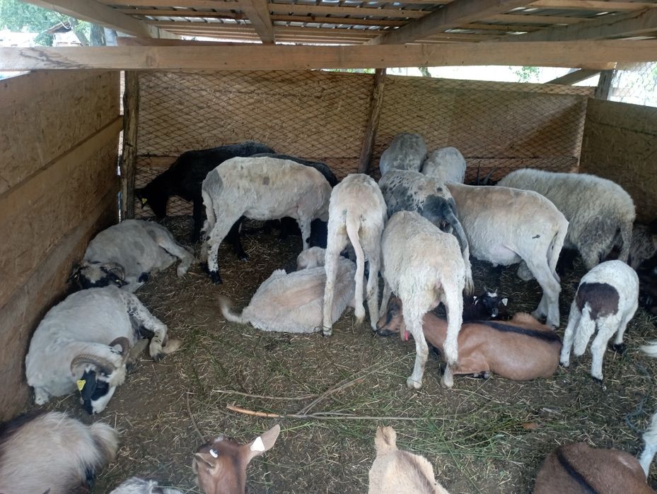 13 oi și o mieluță și un berbec
