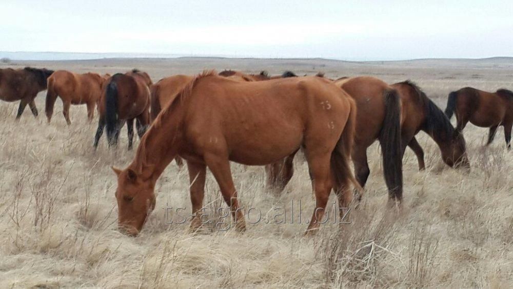 35 бас жас жылқылар, жабағылары бар,   1 айғыр