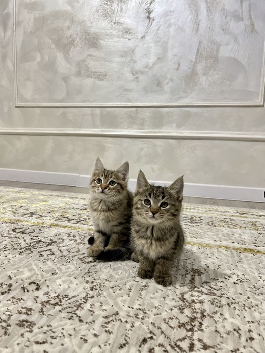 Продается котята