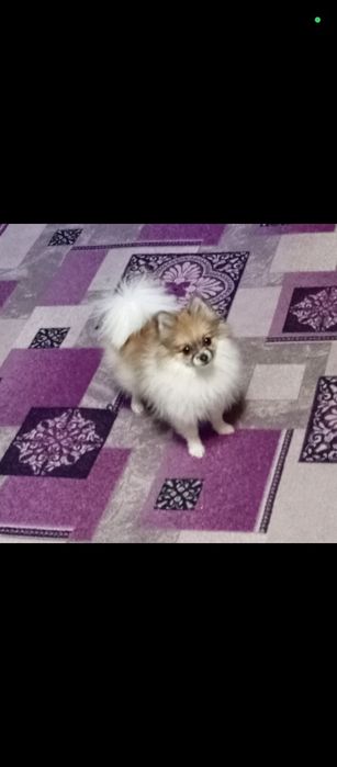 Ищем жениха для девочки шпица