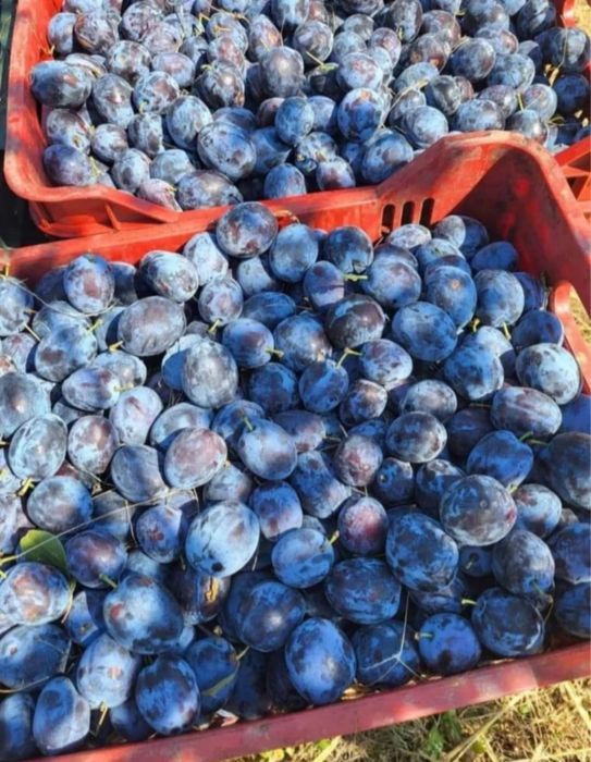 Prune pentru țuică și consum