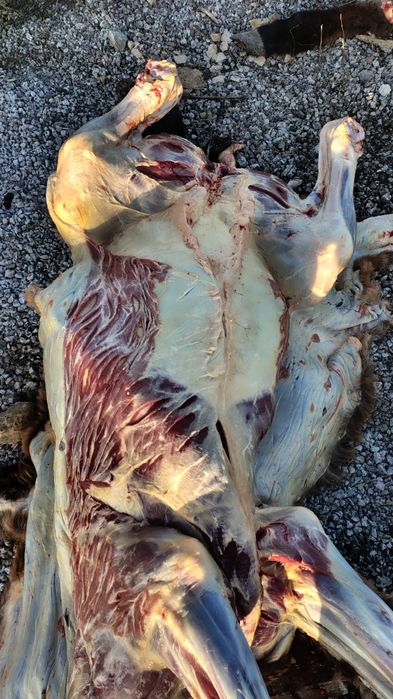 Қасапшы келісім бар