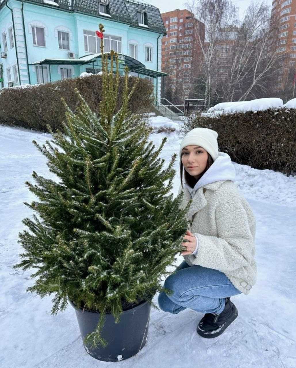 Живые Новогодние Елки Голубые купить живую елку в горшке в Алмате Ели