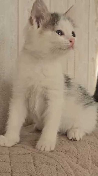 Кошечке нужен дом! Срочно!