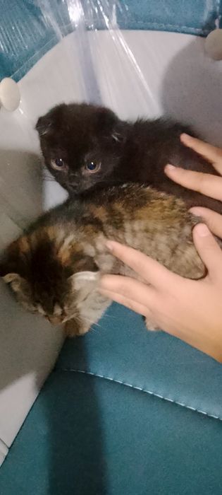 Mushuk narxi kelishamiz