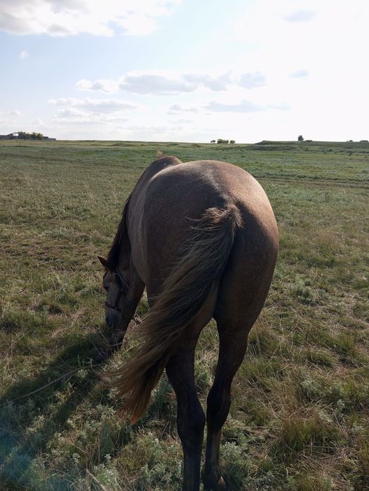 Продается жеребец