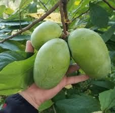 Banana nordului .