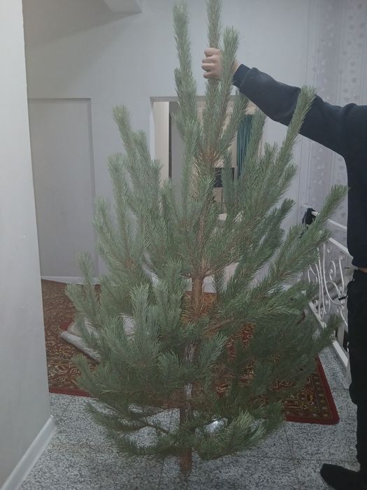 Елки новогодние живые