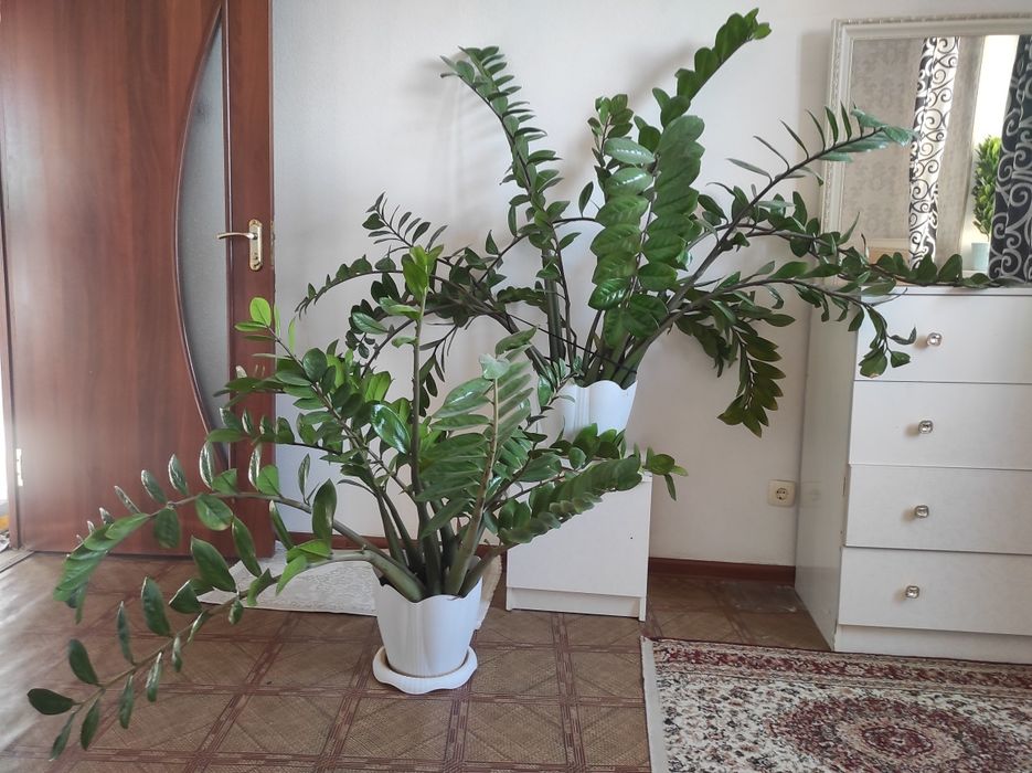 Доллар, фикус гүлдер сатылады