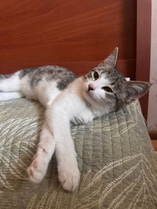 Котенок пятнистый бесплатно даром