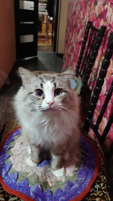 Передержка кошек