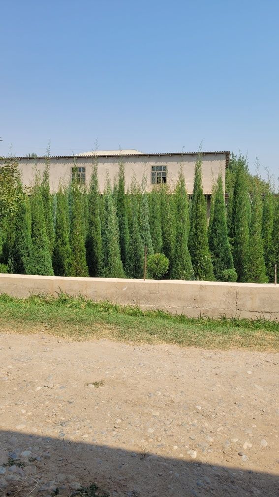 Archalar sotiladi