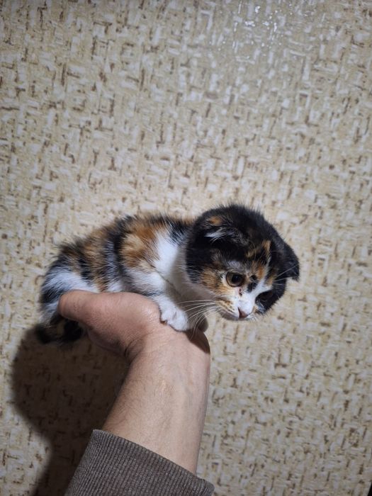 Котёнок веслоухий