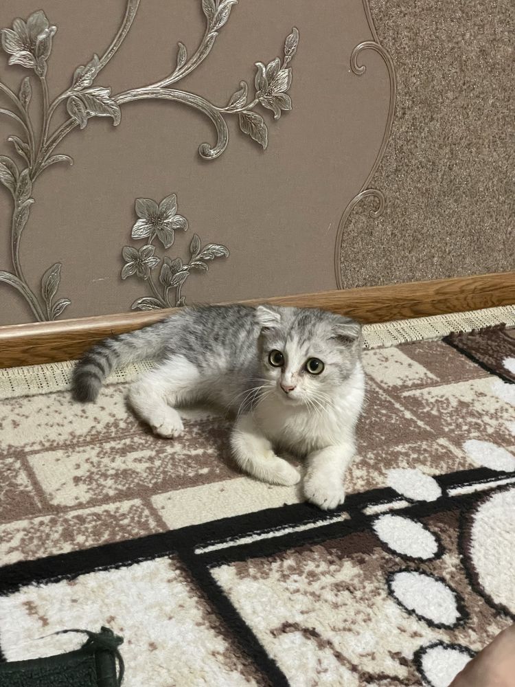 Uy mushugi aqilli erkak 3 oylik
