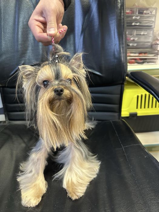 Сладки йоркита снимани с мама и тати