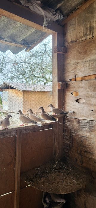 Turturele  cauta casa noua