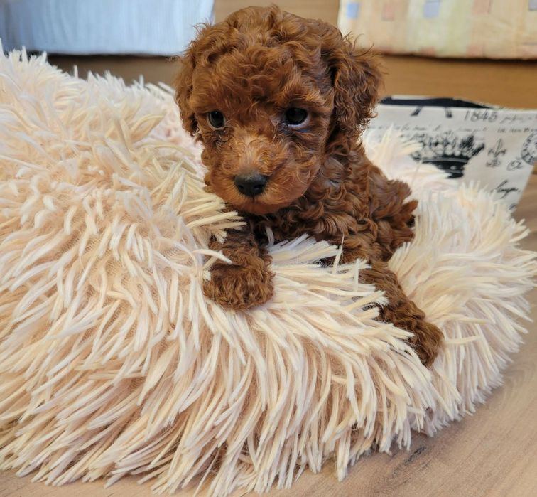 Той пудел/Мини пудел