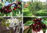 Саженцы плодовых деревьев чёрной черешни насыщает витаминами