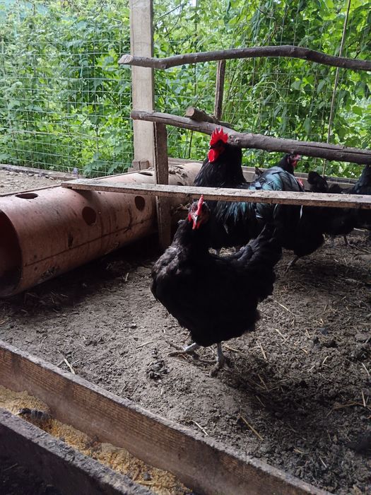 Australorp de vanzare