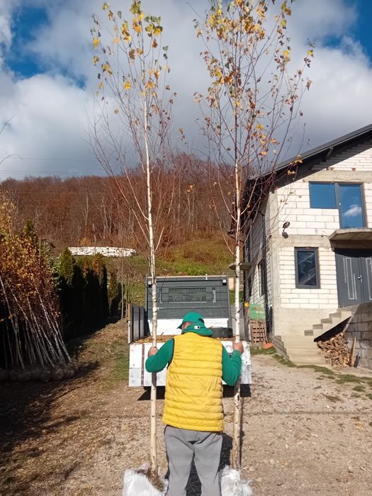 Vând mesteacăn alb ornamental diferite dimensiuni