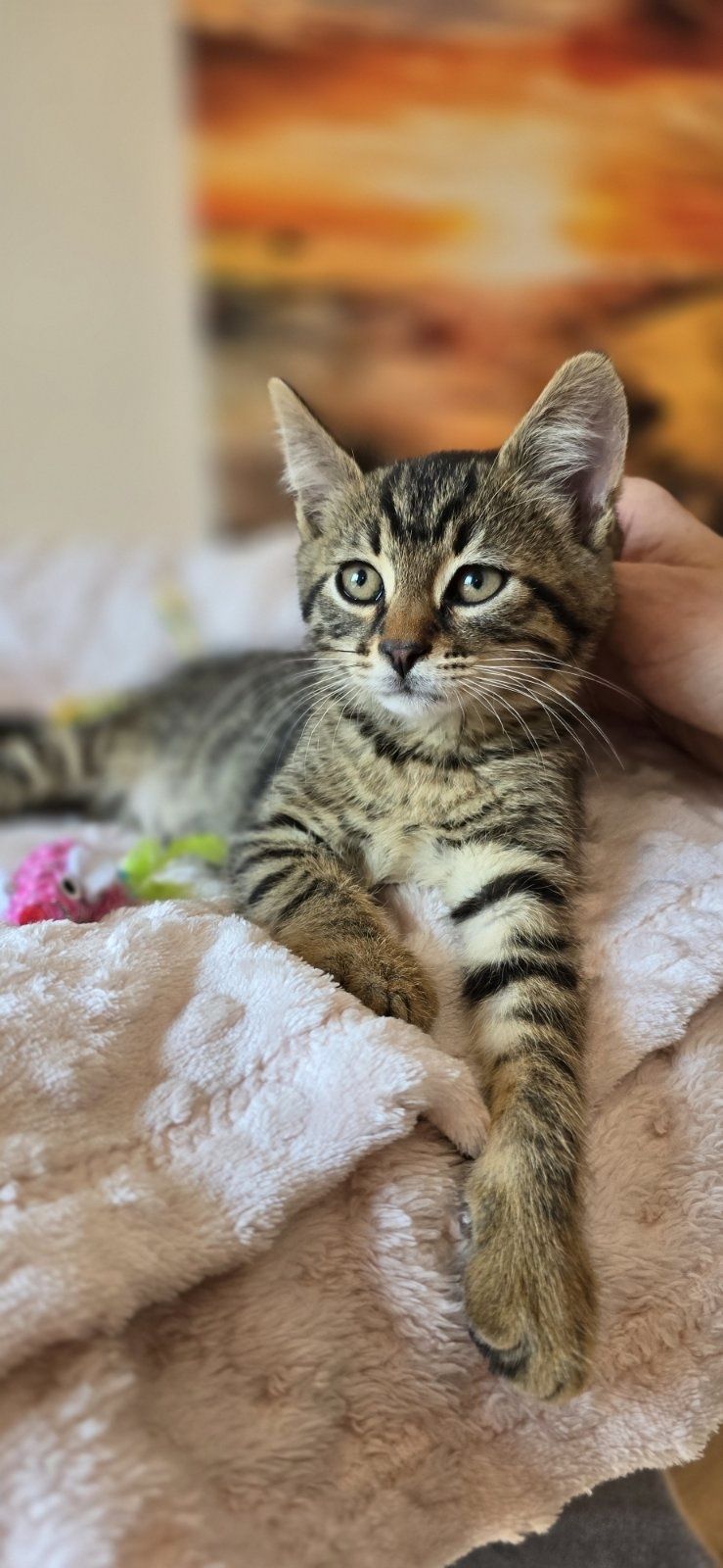 Кроткото котараче Боно на 2 м търси дом