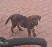 Adoptie catel - caut familie iubitoare