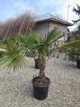 Plante ornamentale rezistente pentru orice anotimp