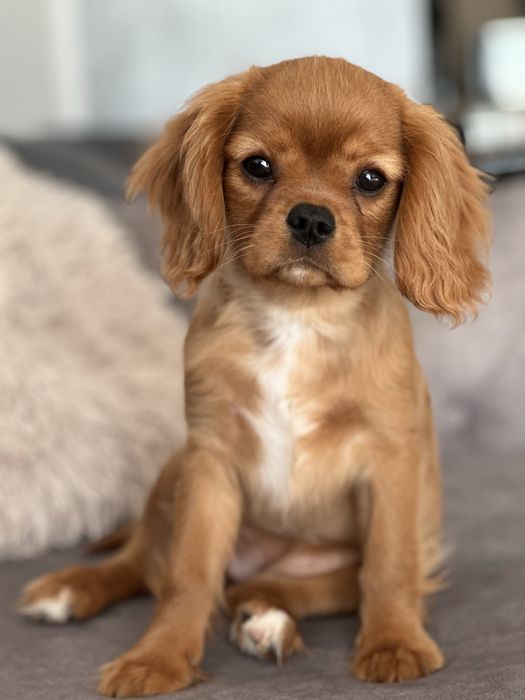 Cavalier king charles Spaniol