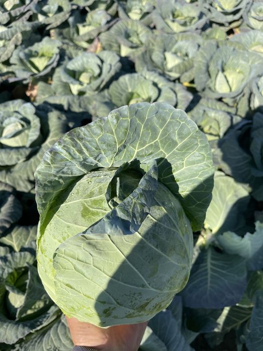 Varza pentru murat !