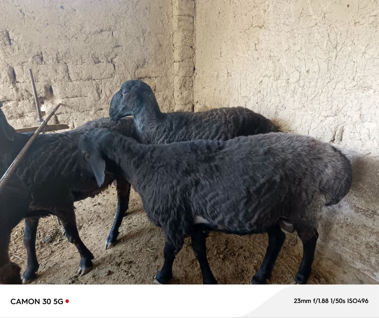 Qoʻy zodli sog'lom