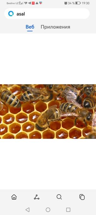 Tabiiy asal. Табий тоза асал