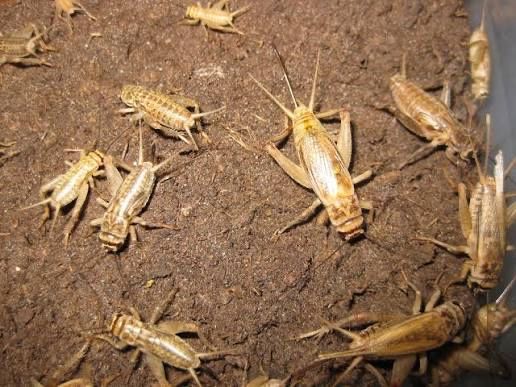 Банановый сверчек домашнего разведения